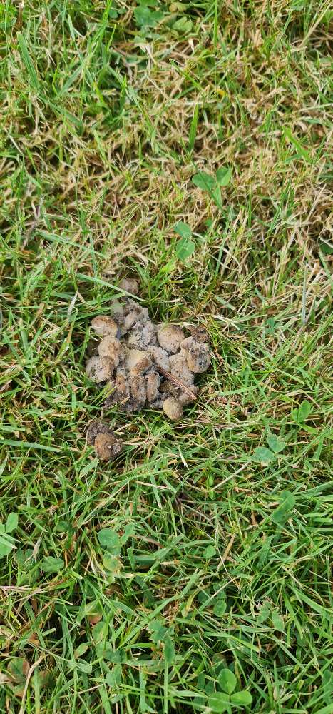 Giftköder-Giftköder-Profilbild