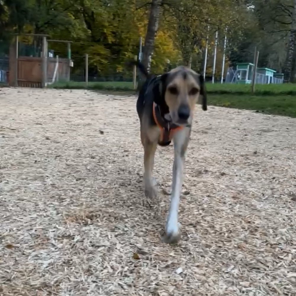 Hundetreffen-Hundetreffen zum Toben (Eingezäunte Hundewiese)-Profilbild