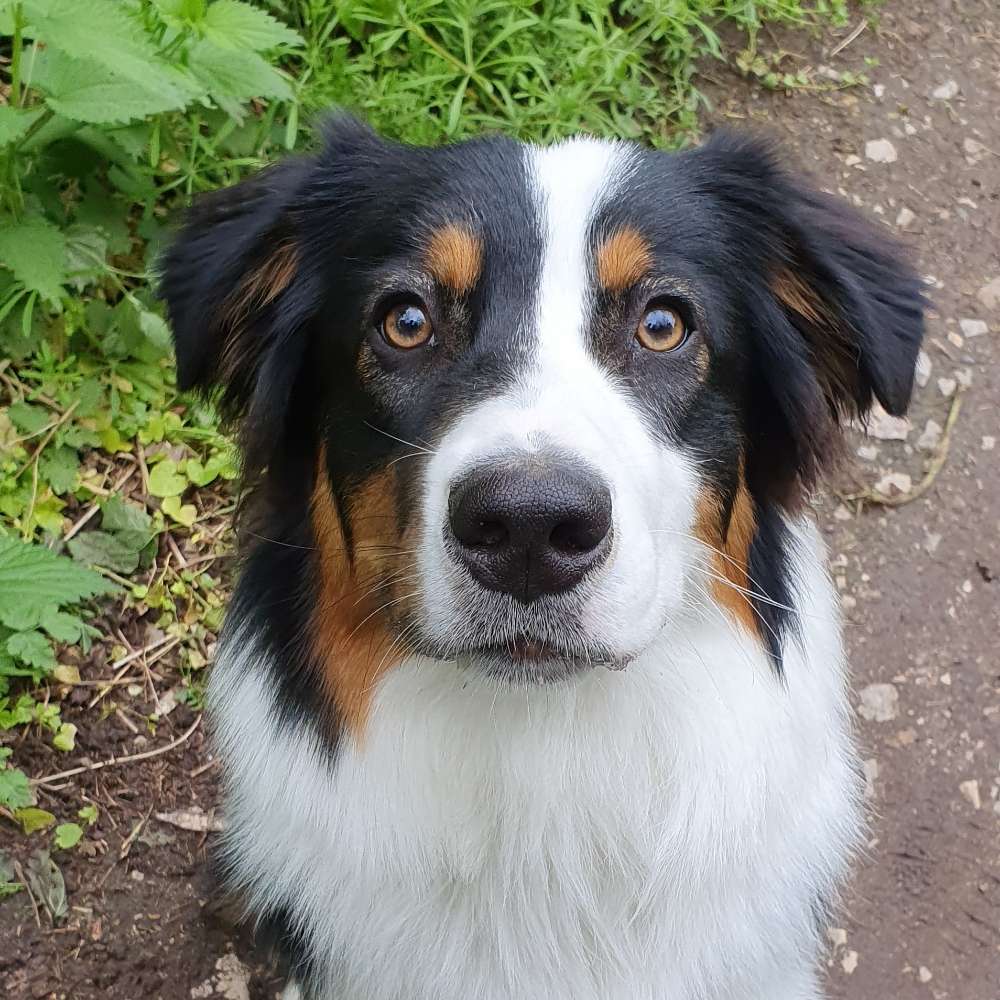 Hundetreffen-Spielrunde Vach-Profilbild