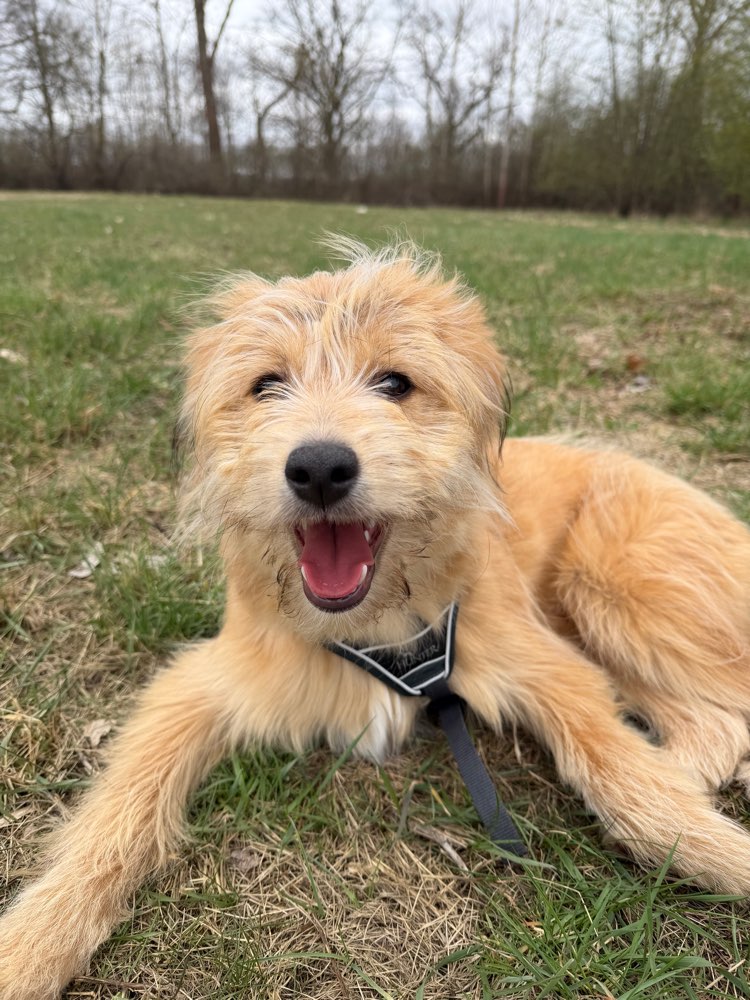 Hundetreffen-Malou sucht Freunde-Profilbild