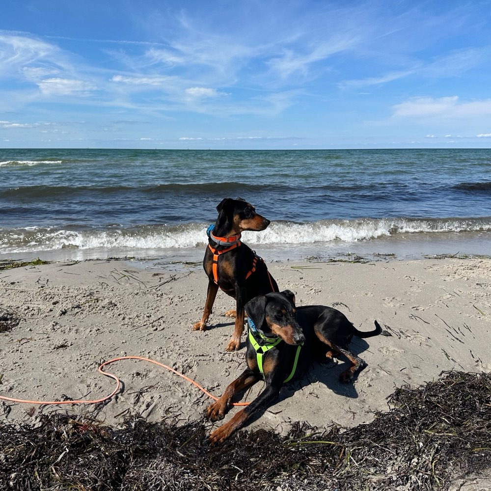 Hundetreffen-Gassi, Spiel, Spaß und Training-Profilbild