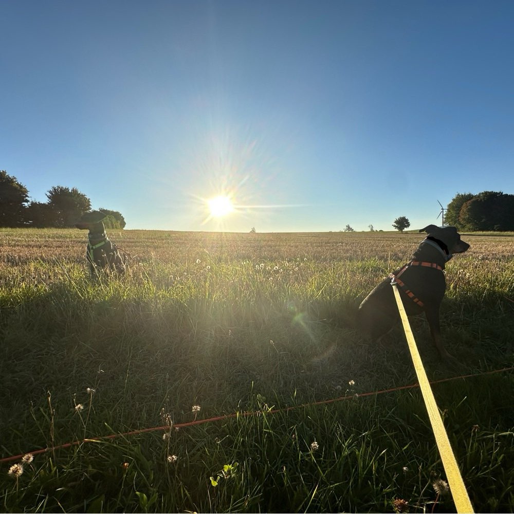 Hundetreffen-Training/Spielen-Profilbild