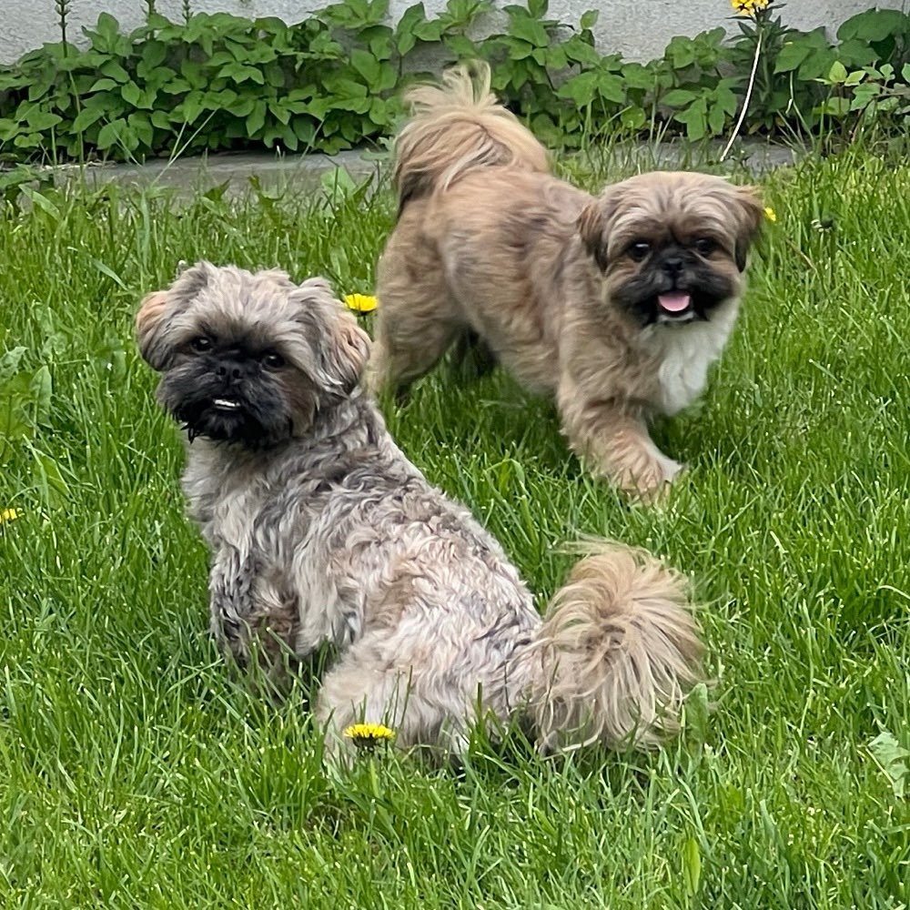 Hundetreffen-Toben und Spielen-Profilbild