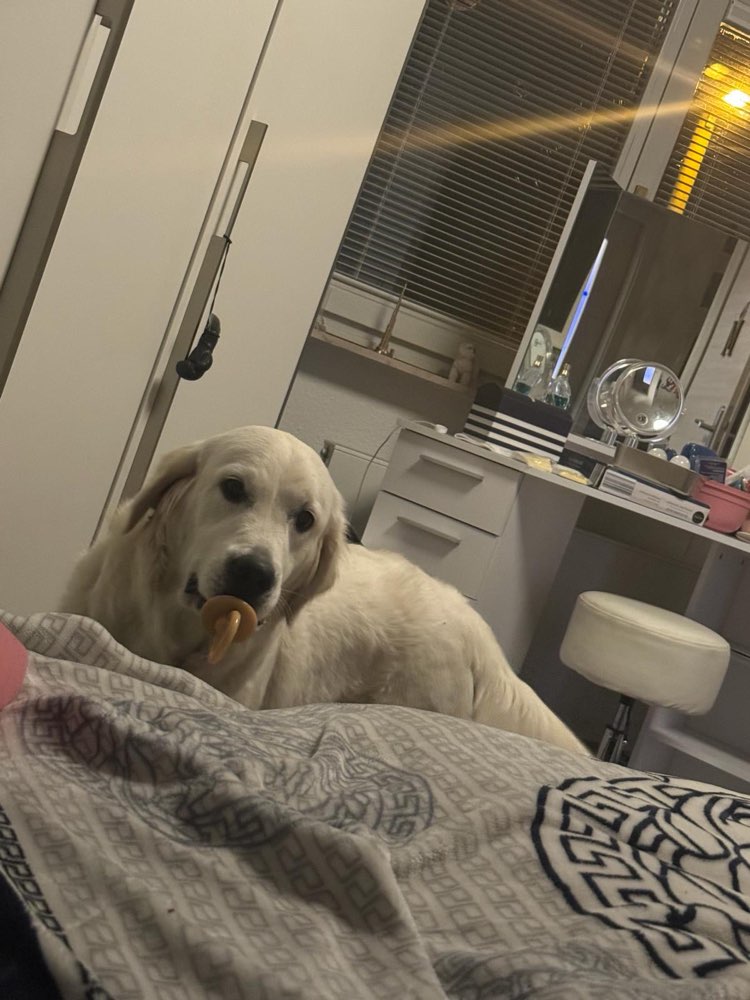 Hundetreffen-Junghund Golden Retriever (1Jahr)-Profilbild