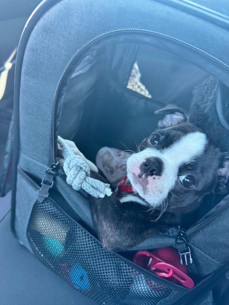 Hundetreffen-Welpentreffen in Göggingen zum Spielen-Profilbild