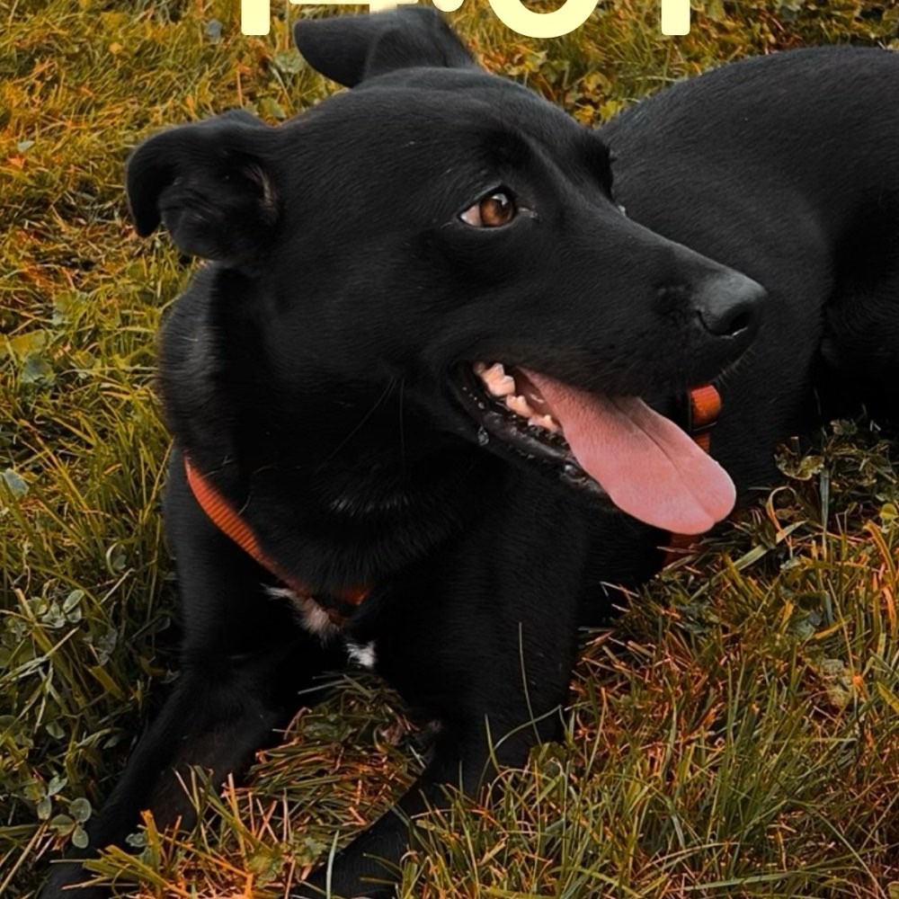 Hundetreffen-Spielen in hilgenroth-Profilbild