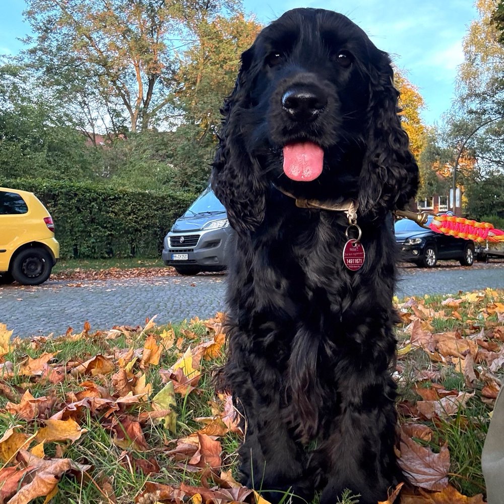 Hundetreffen-Cocker Spaniel HH-Profilbild