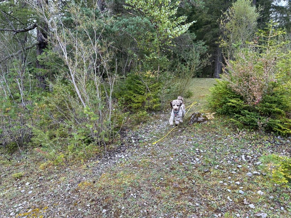Hundetreffen-Gemeinsame Spaziergänge oder Trainingseinheiten-Profilbild