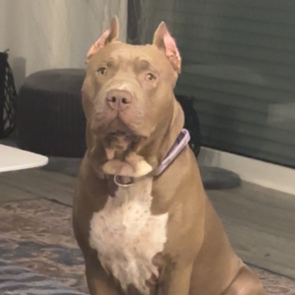 Hundetreffen-Gassi- Tobe- und Trainingsrunden-Profilbild