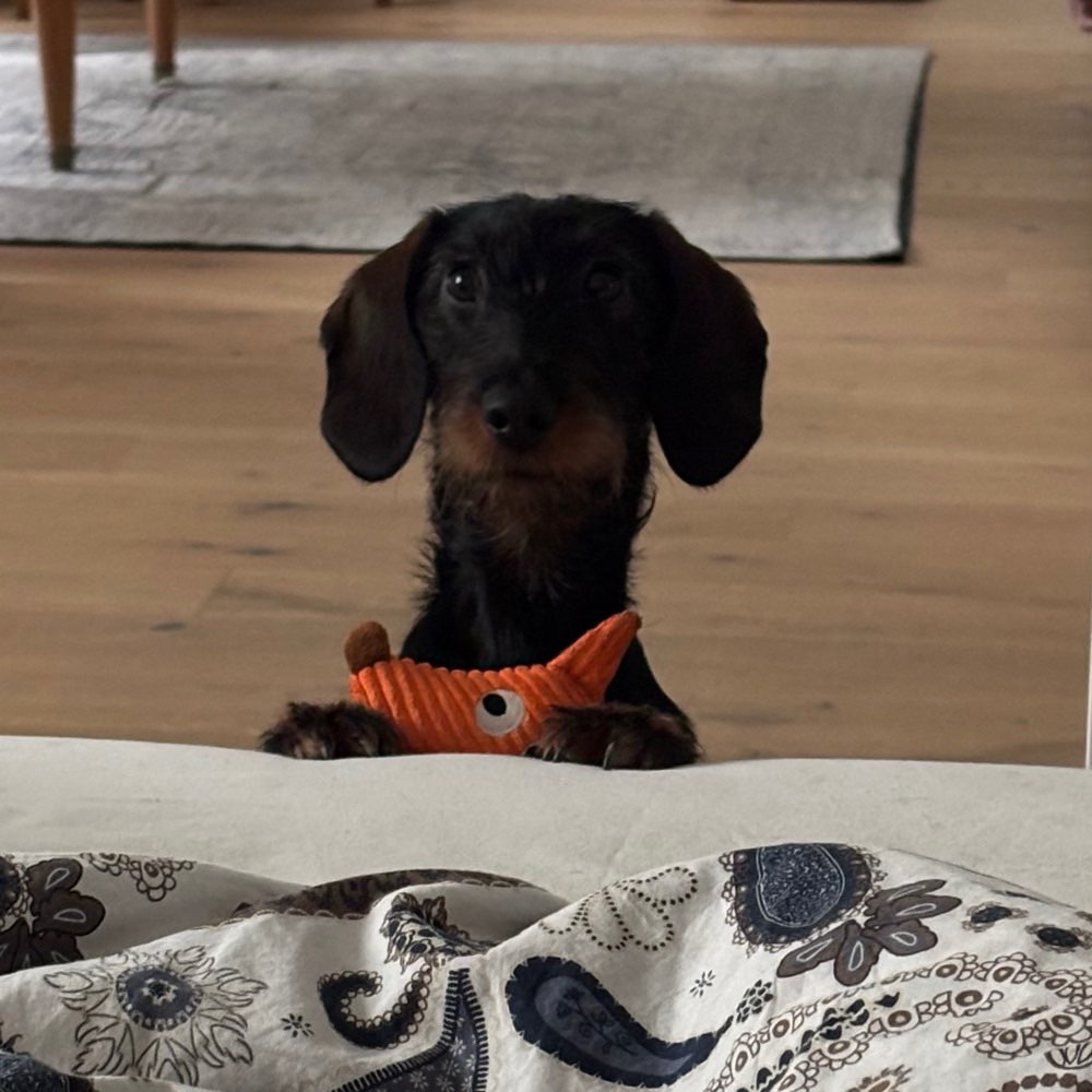 Hundetreffen-Spielfreundin gesucht-Profilbild