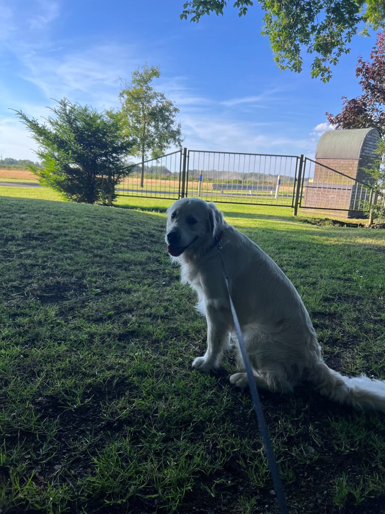 Hundetreffen-Schöne Spaziergänge und gerne auch Spielrunden ☺️🙈-Profilbild