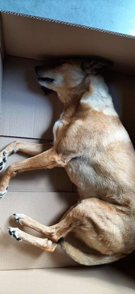 Giftköder-Giftköder-Profilbild