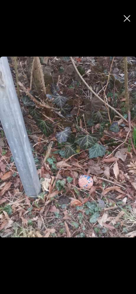 Giftköder-Fleischbällchen mit blauen Punkten-Profilbild
