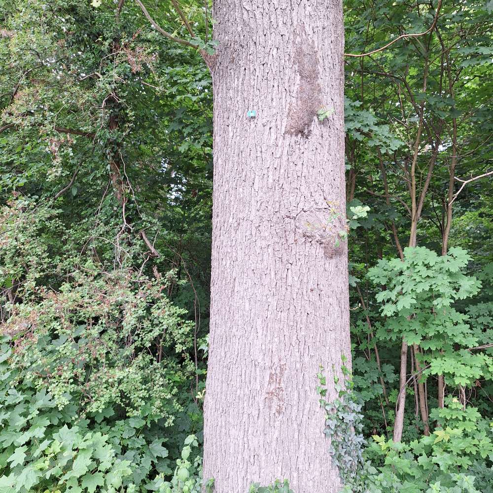 Giftköder-Eichenprozessionsspinner in Peine-Profilbild