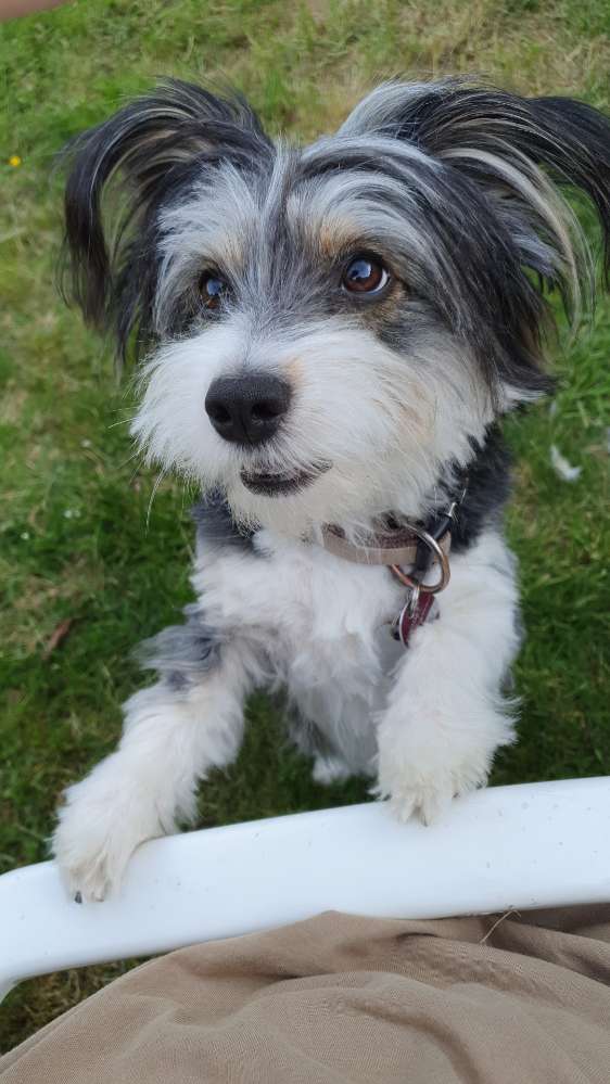 Hundetreffen-Hundetreffen zum Spielen (kleine bis mittlere Hunde )-Profilbild