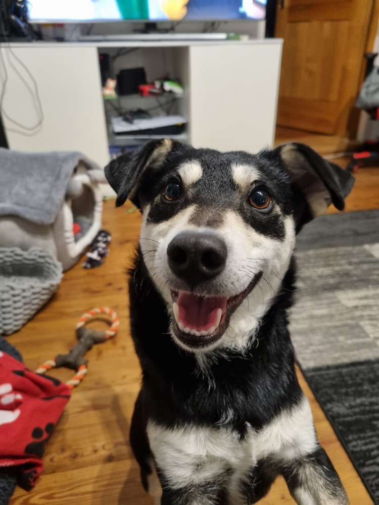 Hundetreffen-Lucky auf der Suche nach Freunden-Profilbild