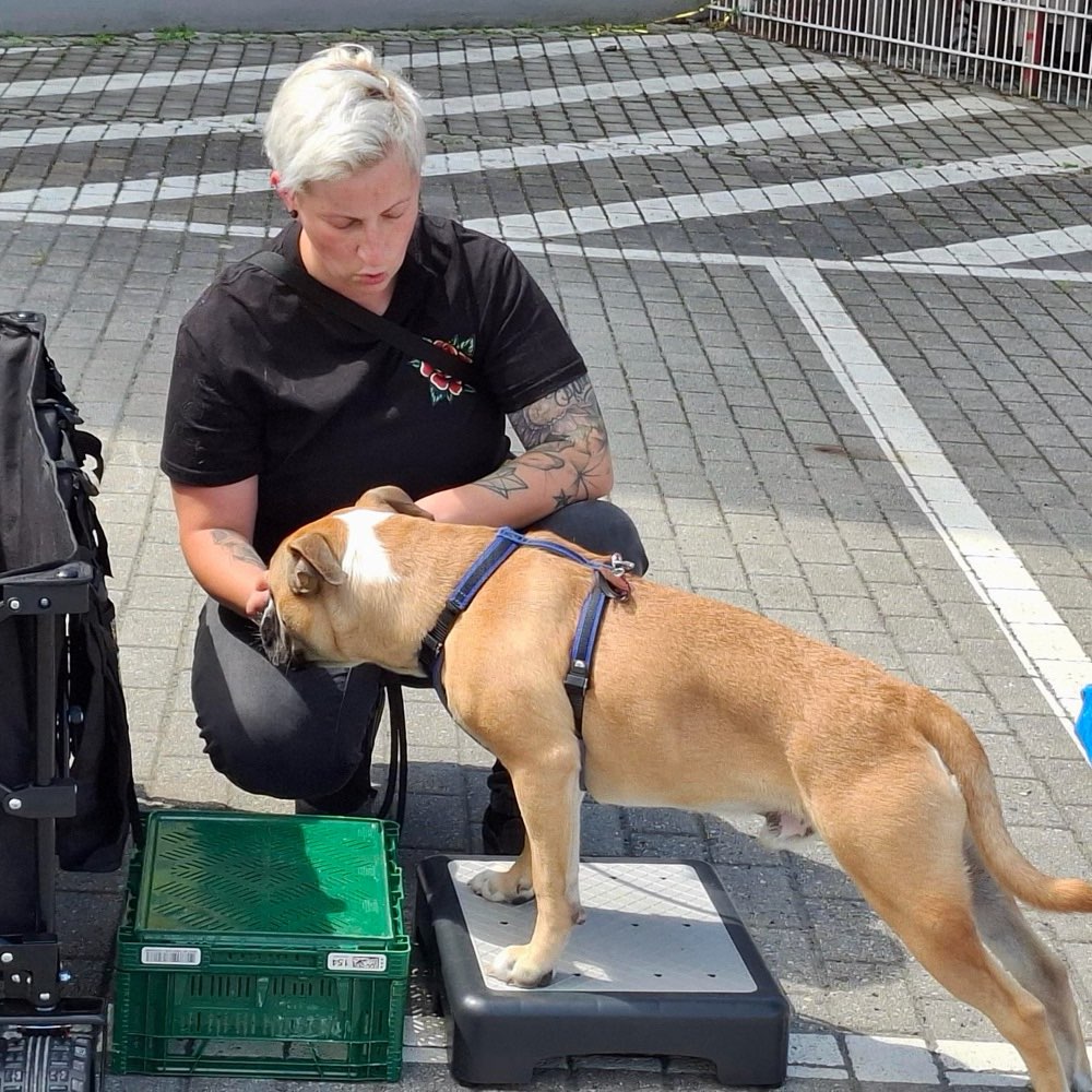 Hundetreffen-Hundekontakt - Hundespiel-Profilbild