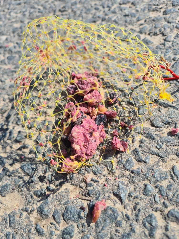 Giftköder-!Vermutlich! Rattengift in Meiseknödel-Profilbild