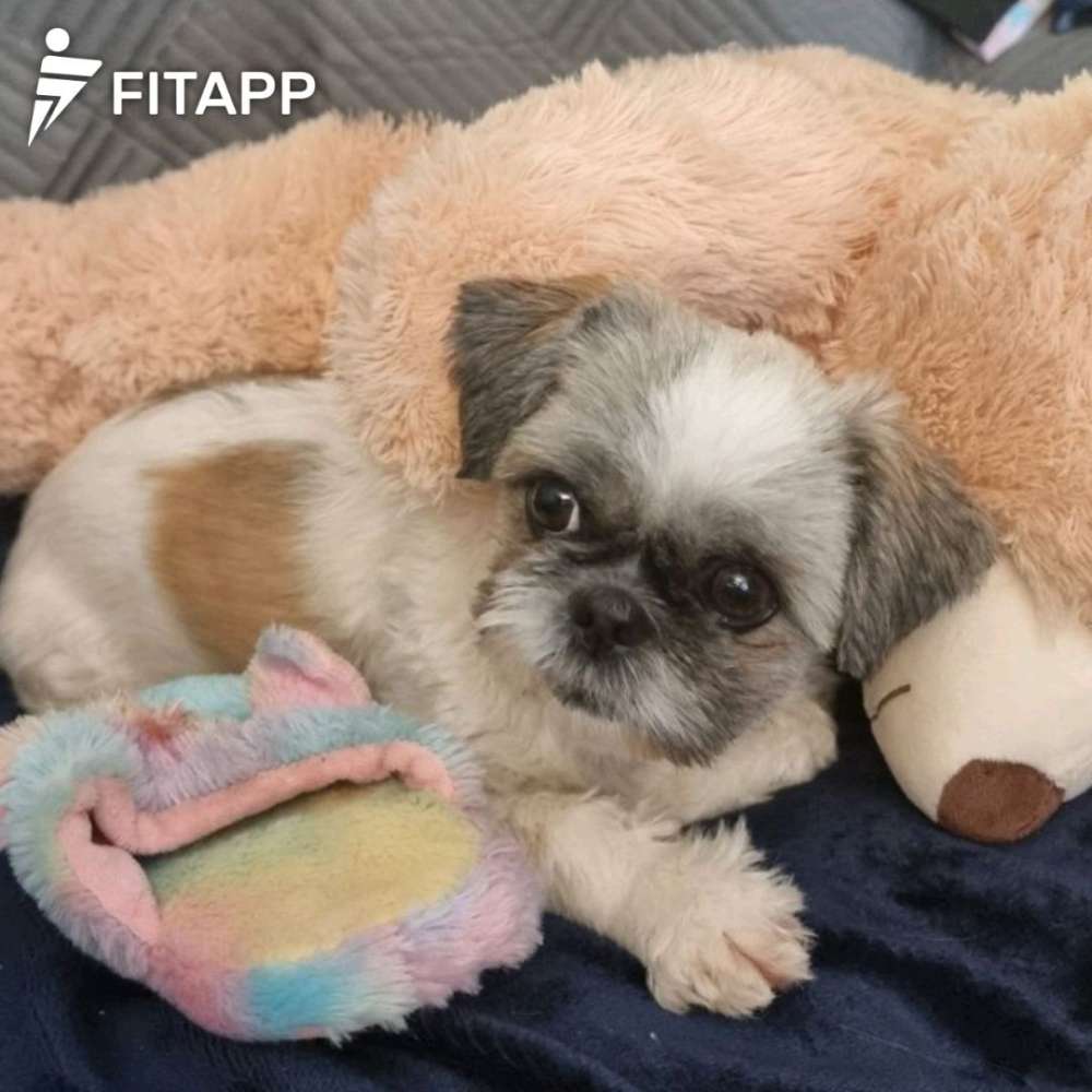 Hundetreffen-Gemeinsam Gassi Runden drehen.-Profilbild