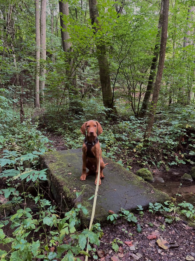 Hundetreffen-Regelmäßige Gassitreffen / Hundefreunde-Profilbild