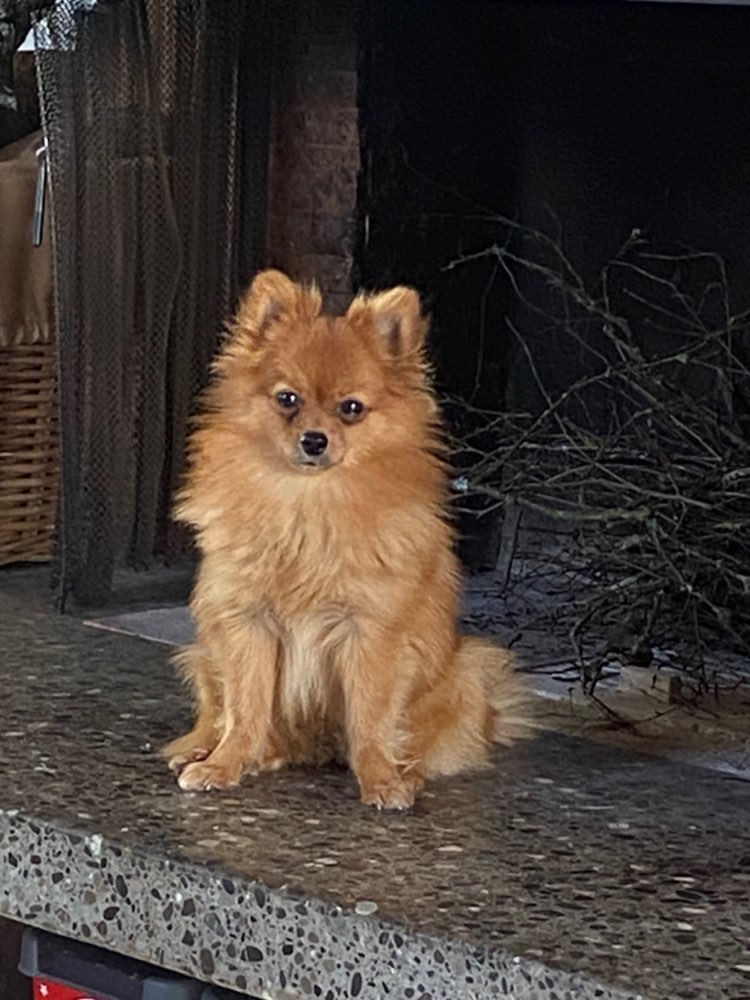 Hundetreffen-Neue Leute kennen lernen mit Hunden-Profilbild