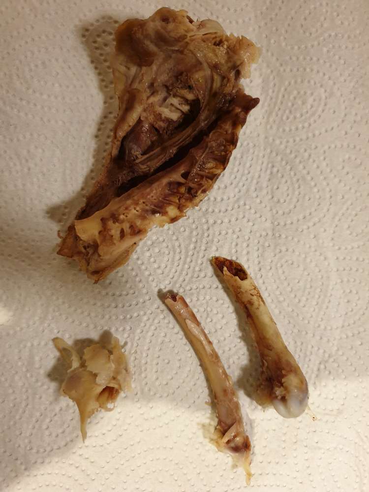 Giftköder-Gekochte Hühnerknochen-Profilbild