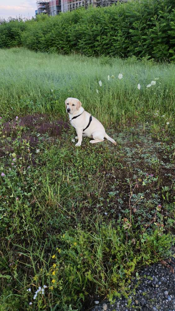 Hundetreffen-Treffen 30 min-Profilbild