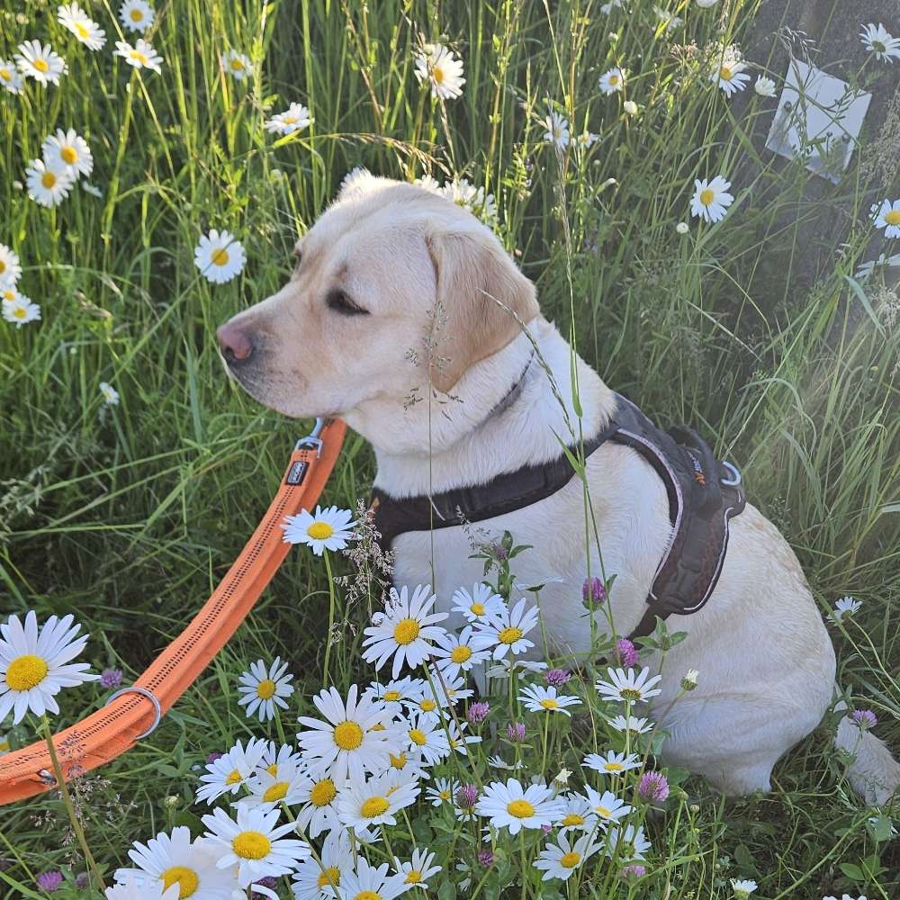 Hundetreffen-Sia freut sich auf Artgenossen.-Profilbild