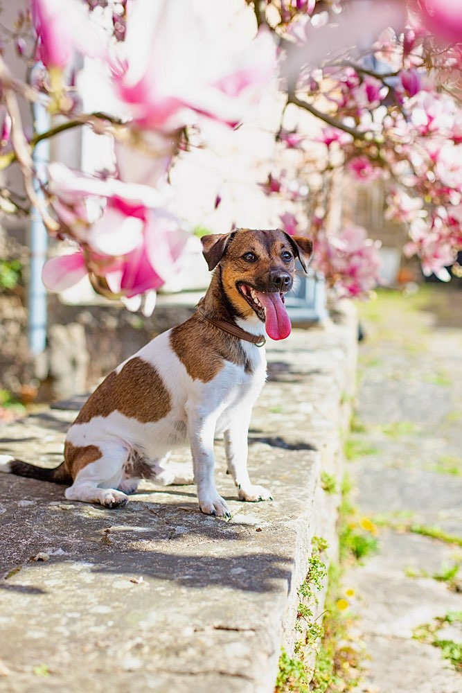 Hundetreffen-Treffen zum Spielen-Profilbild