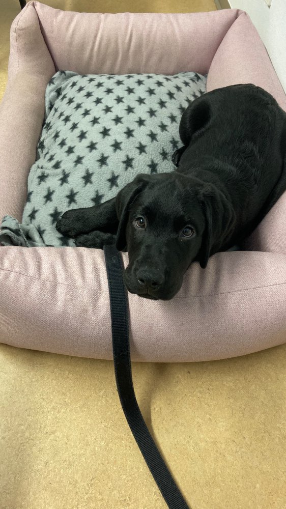 Hundetreffen-Trainings- und Spielpartnerinnen gesucht :)-Profilbild