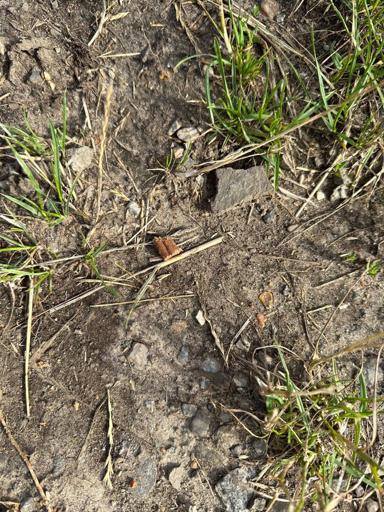 Giftköder-Vermutlich vergiftete Leckerlies-Profilbild