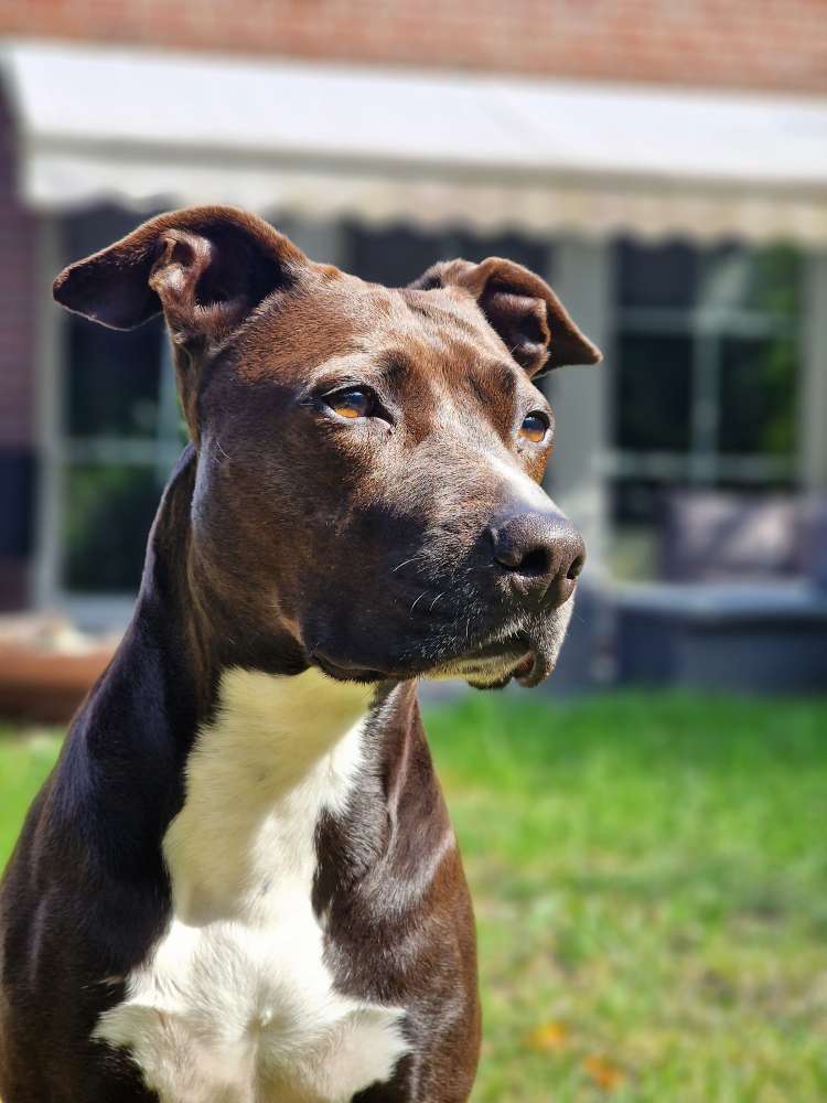 Hundetreffen-Gassi runden in Rotenburg-Profilbild