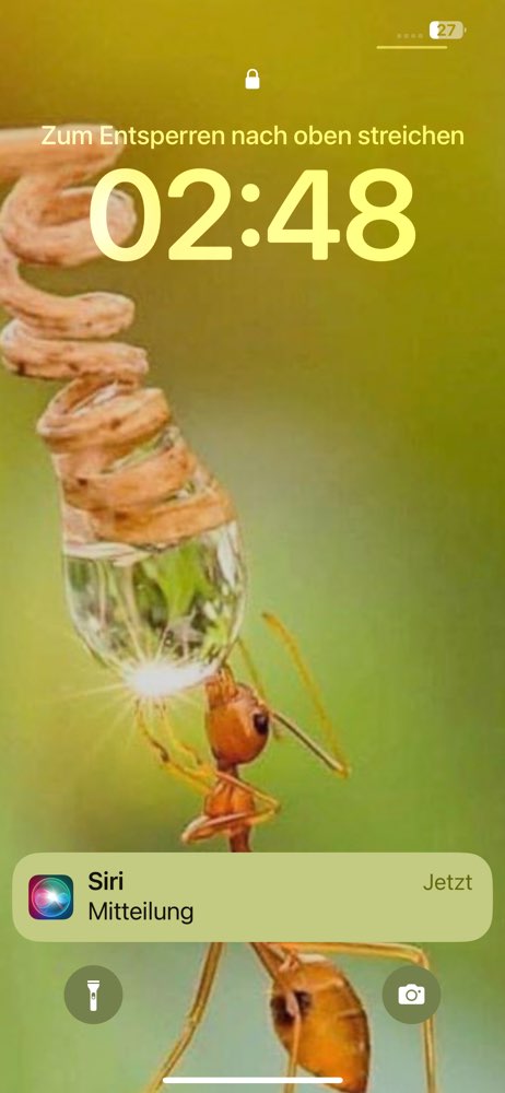 Hundetreffen-Rudelrunde-Profilbild