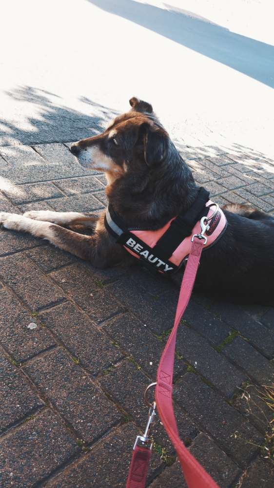 Hundetreffen-Gassi Freund-Profilbild