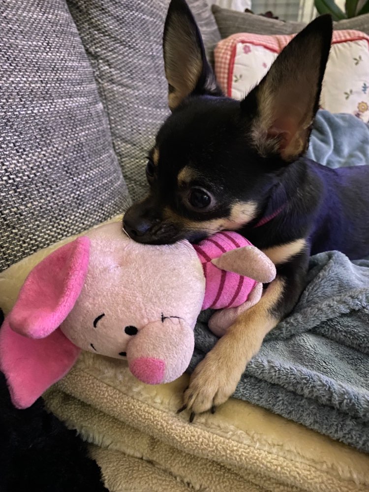 Hundetreffen-Mini Hunde Gassi Runde-Profilbild