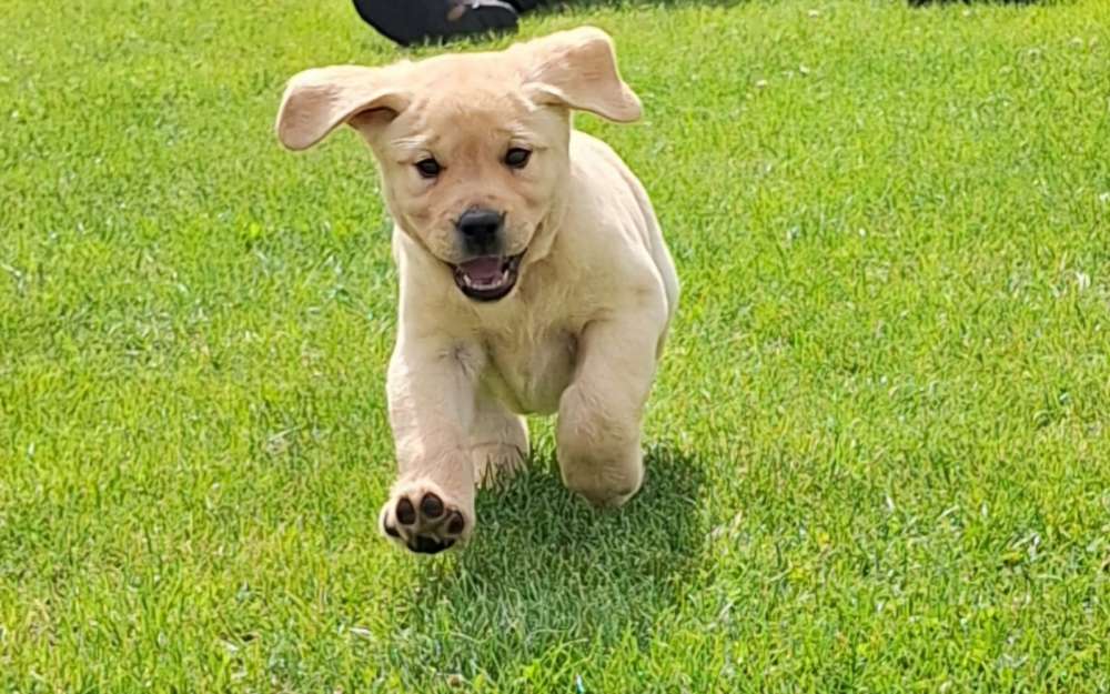 Hundetreffen-Welpenspielrunde-Profilbild