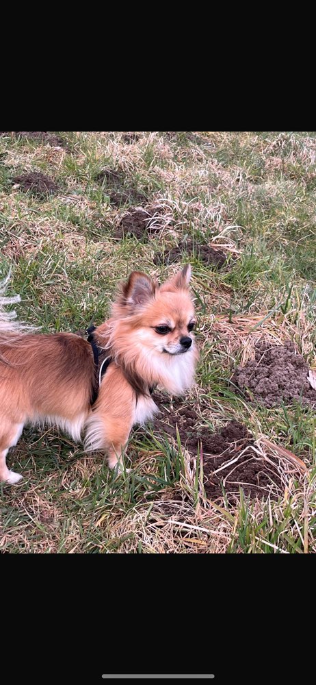 Hundetreffen-Der kleine Chi Maxi braucht soziale Kontakte (gerne kleine Hunde)-Profilbild