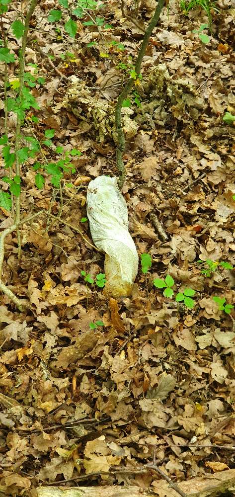 Giftköder-Präpariertes Gelee-Profilbild