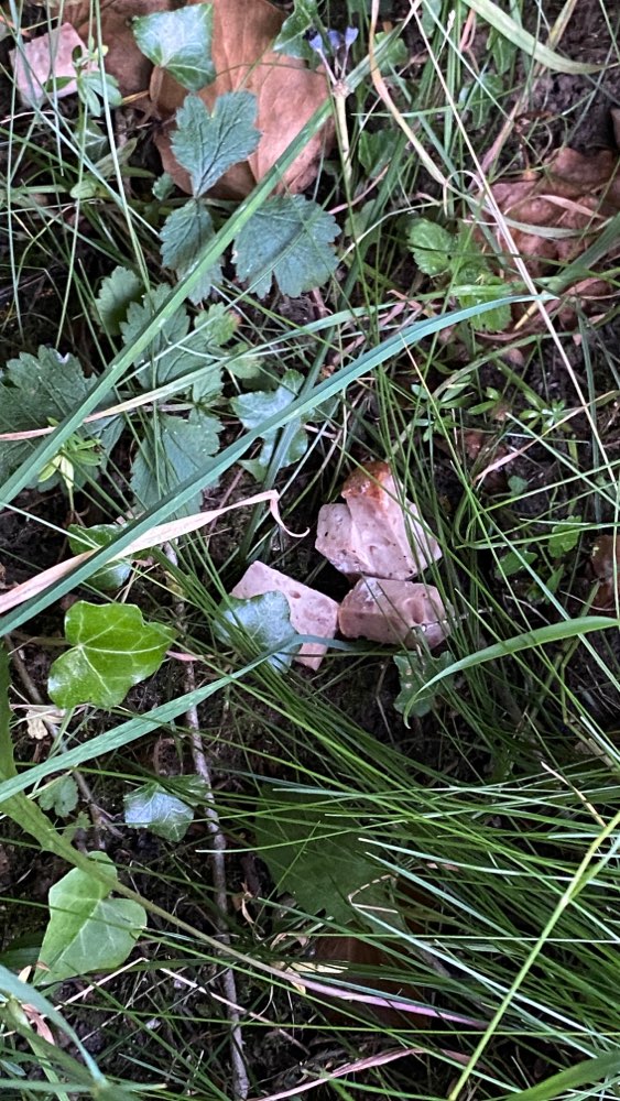 Giftköder-Möglicher Giftköder-Profilbild