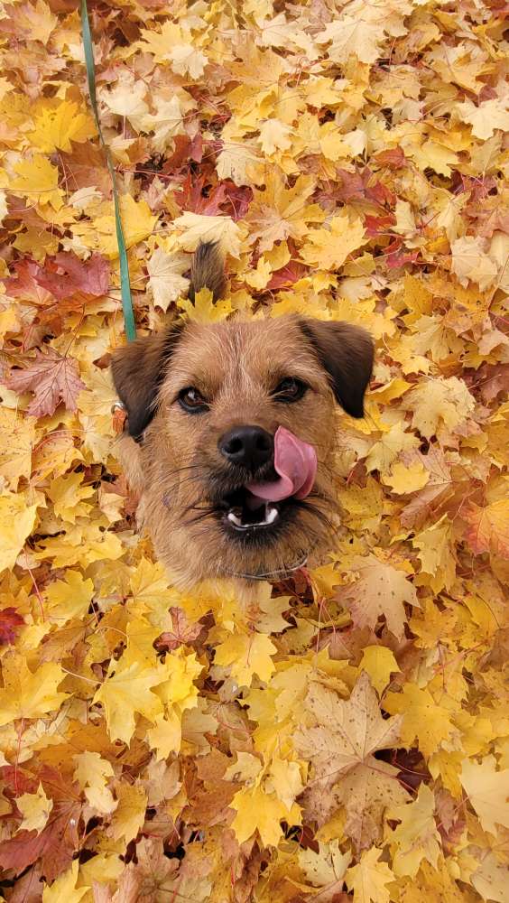 Hundetreffen-Spielrunden, Spaziergänge & Training-Profilbild