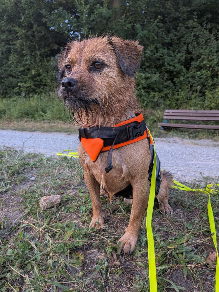 Hundetreffen-Nette Hundekontakte für Spaziergänge, Training etc-Profilbild