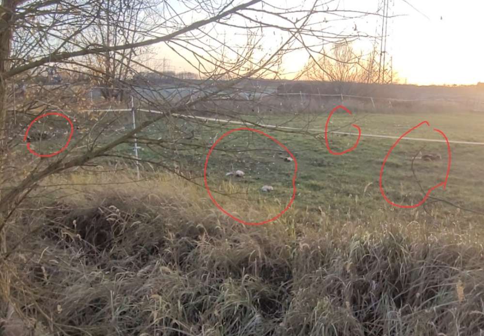 Giftköder-Jagdabfälle, Hasen- und Rehreste-Profilbild