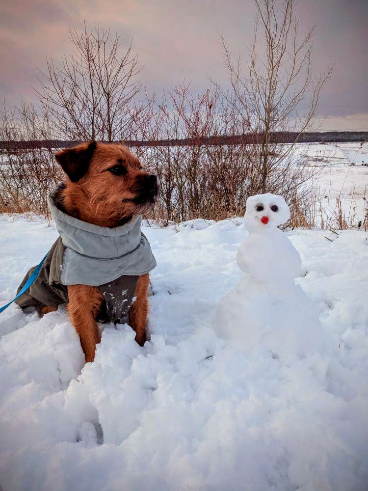 Hundetreffen-Spaziergänge-Profilbild