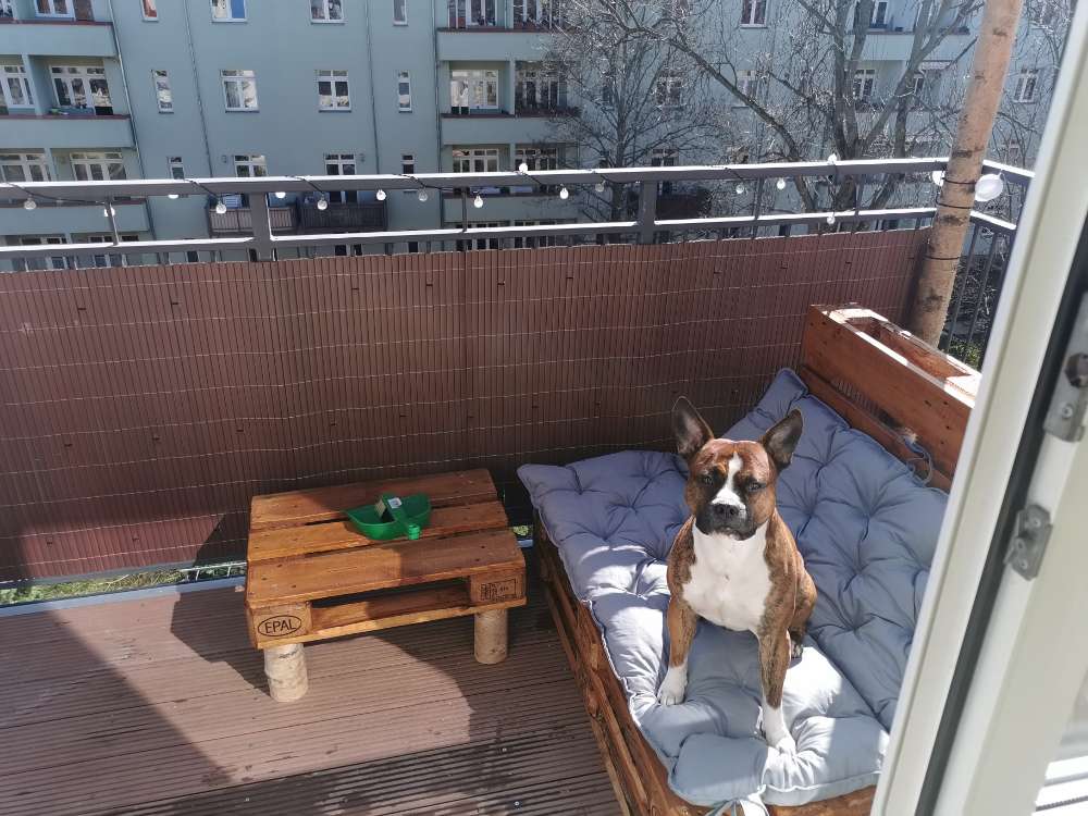 Hundetreffen-Hundetreffen/Spielrunde-Profilbild