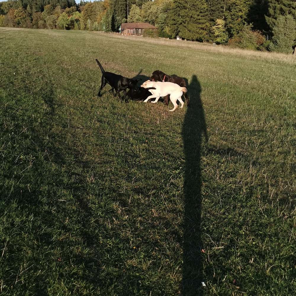 Hundetreffen-Spielen mit Freunden 😉-Profilbild