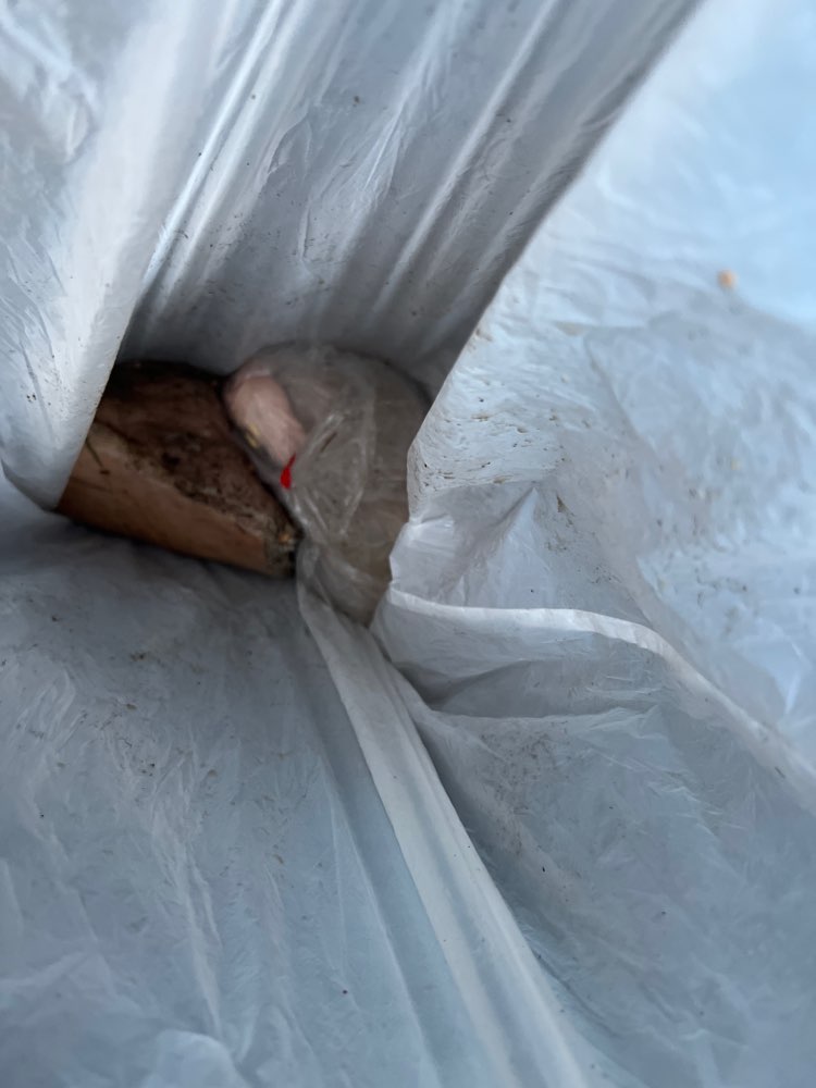 Giftköder-Schinkenbraten mit Rattengift-Profilbild