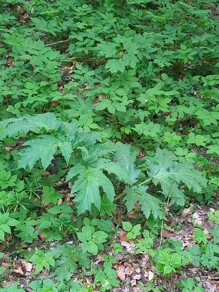 Giftköder-Riesen-Bärenklau!-Profilbild
