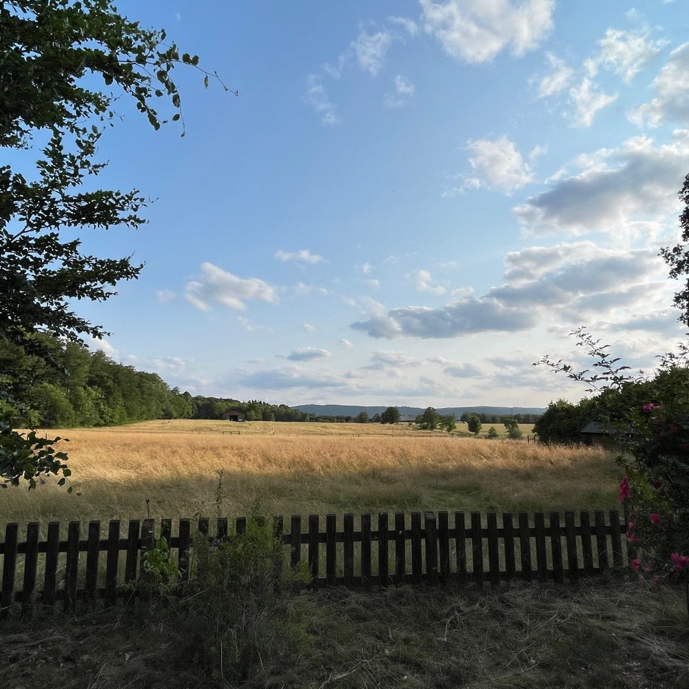 Hundetreffen-Welpentreff-Profilbild