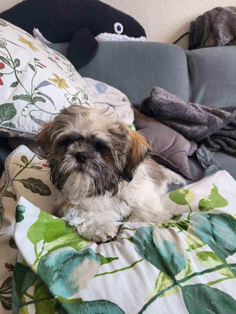 Hundetreffen-Neue Hundefreunde gesucht im Kreis Lehre-Profilbild