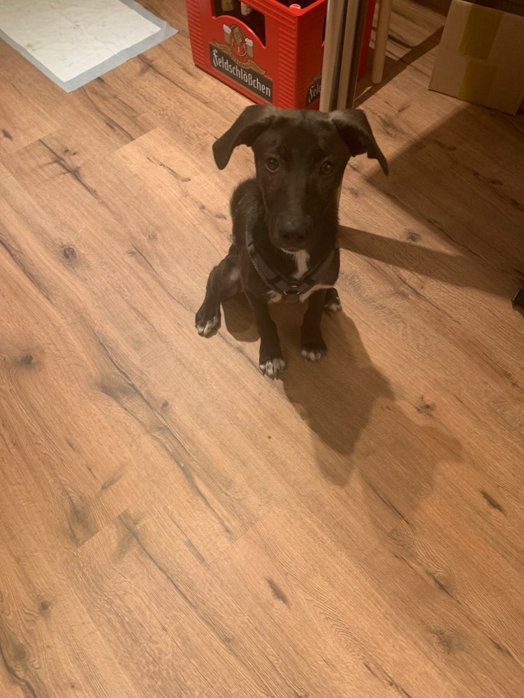 Hundetreffen-Gemeinsames Kennenlernen in Speyer/Dudenhofen-Profilbild